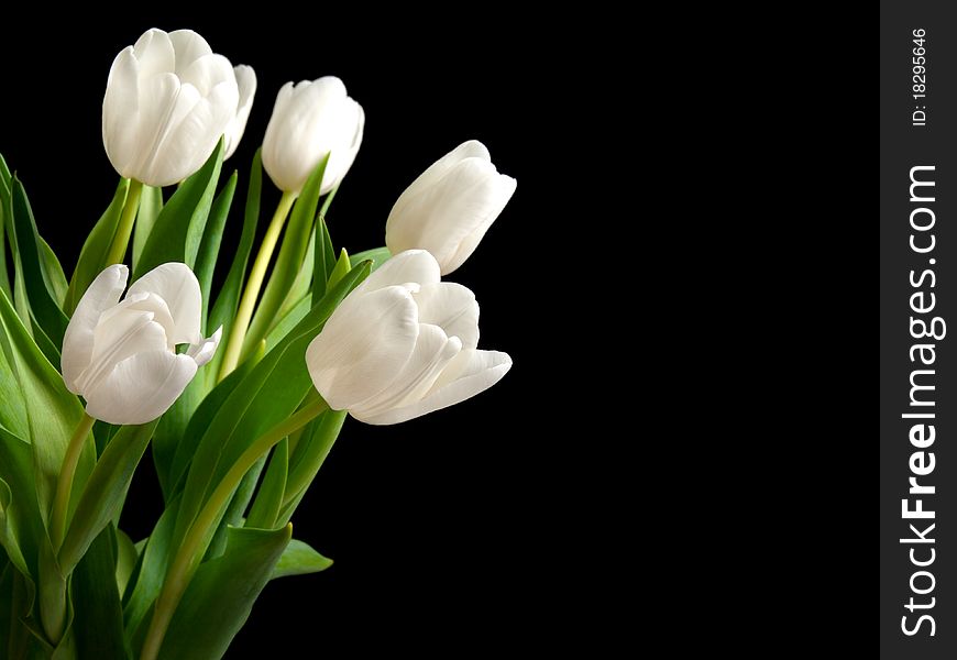 White tulips on black background, with room for text