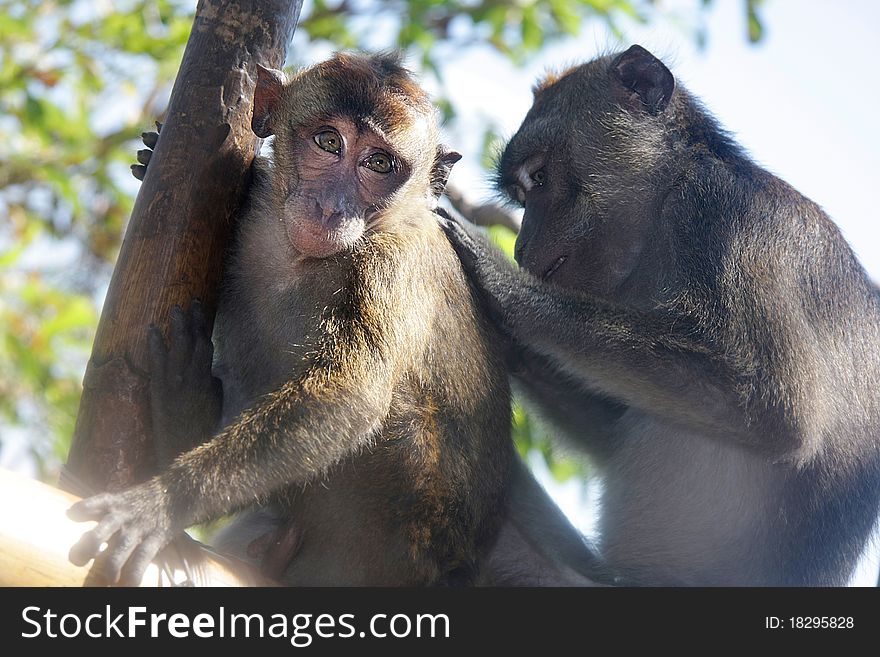 Monkeys on natural background