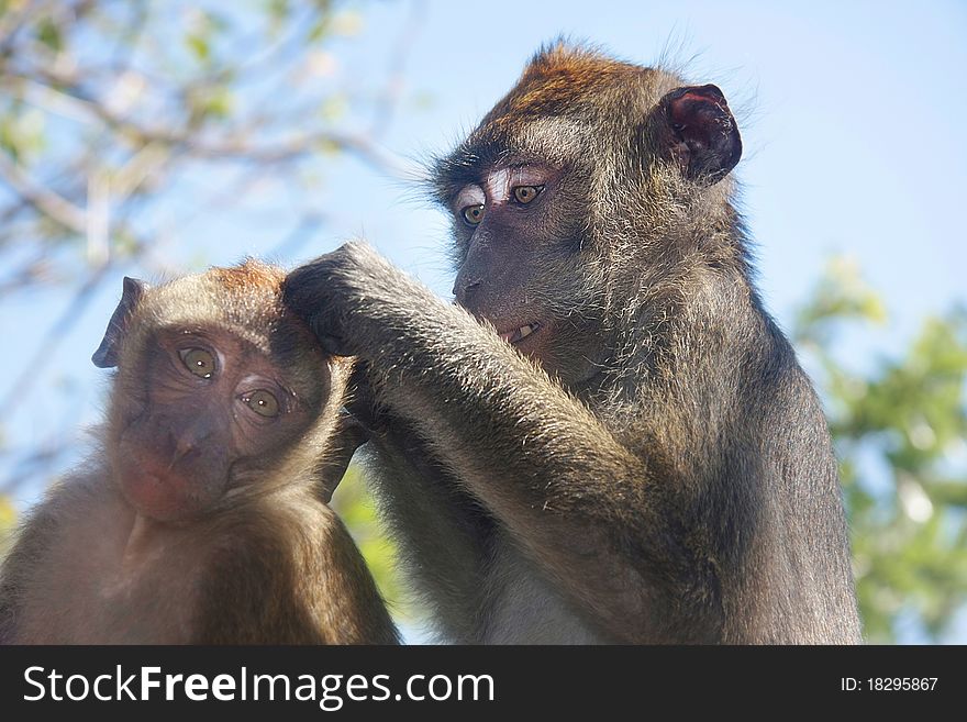 Two monkeys on natural background