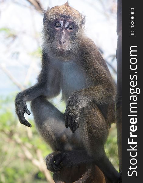 Portrait of monkey on natural background