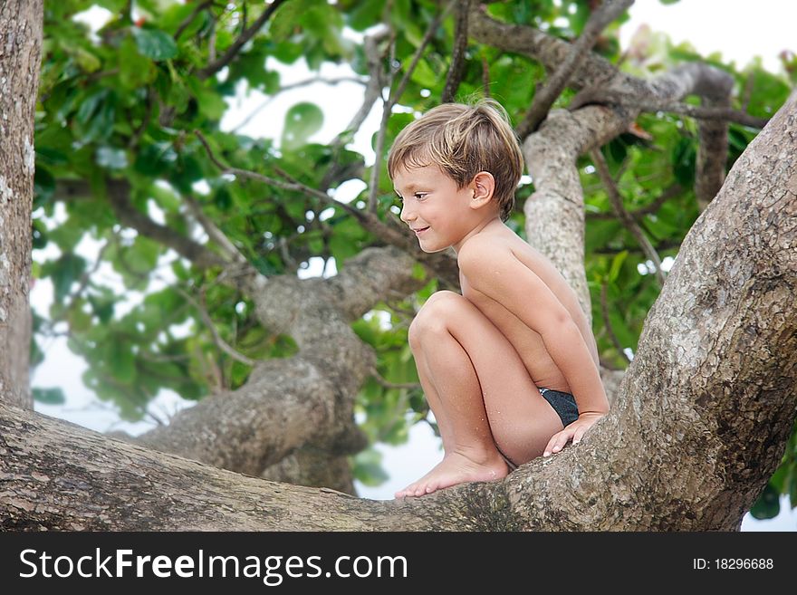 Cute boy on a big tree. Cute boy on a big tree