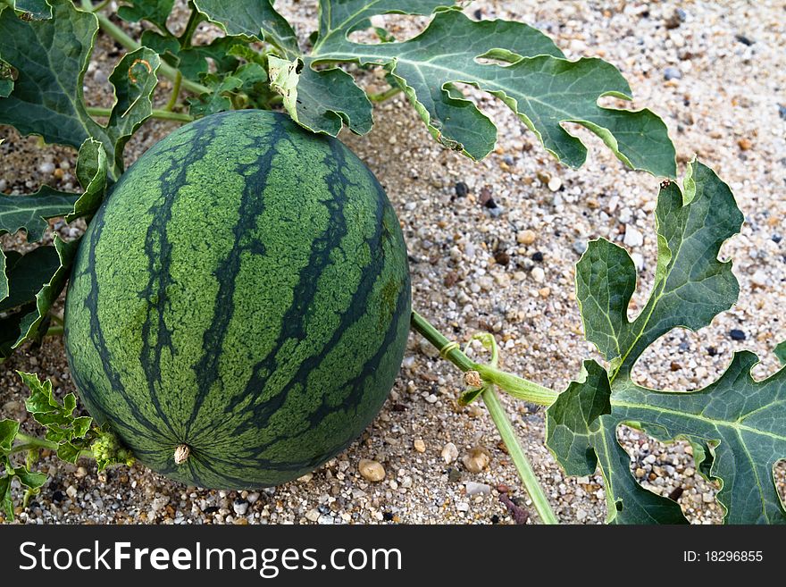 Agriculture Watermelon