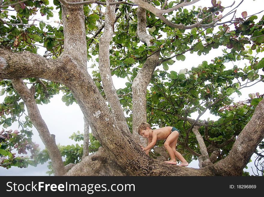 Cute Boy On A Tree