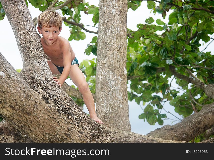 Cute boy on a big tree. Cute boy on a big tree
