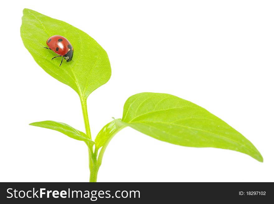 Ladybug sitting on a green leaf