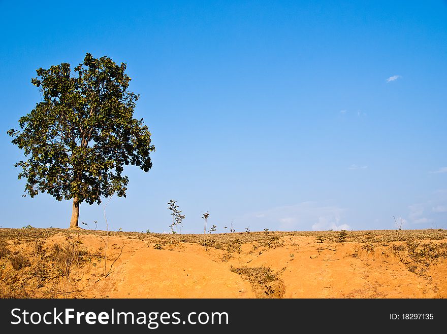 Tree on the top of the dry hill with blue sky background. Tree on the top of the dry hill with blue sky background