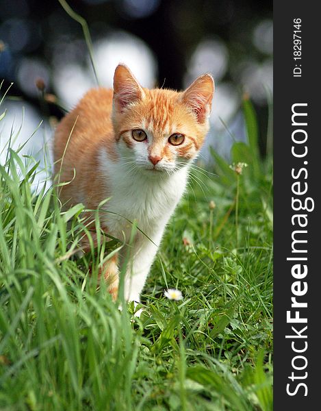 Red kitten in green grass. Red kitten in green grass