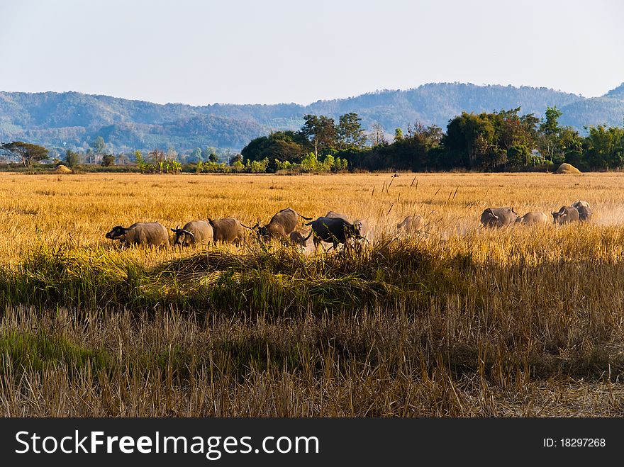 Buffaloes cattle in the paddy rice. Buffaloes cattle in the paddy rice