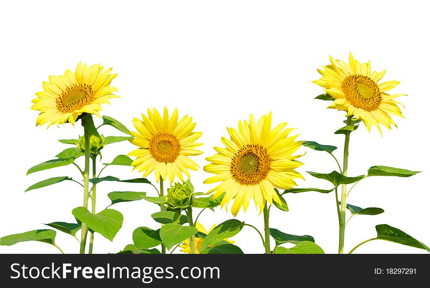 Yellow sunflower isolated on white