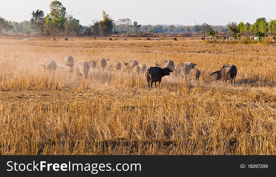 Buffaloes cattle in the paddy rice. Buffaloes cattle in the paddy rice