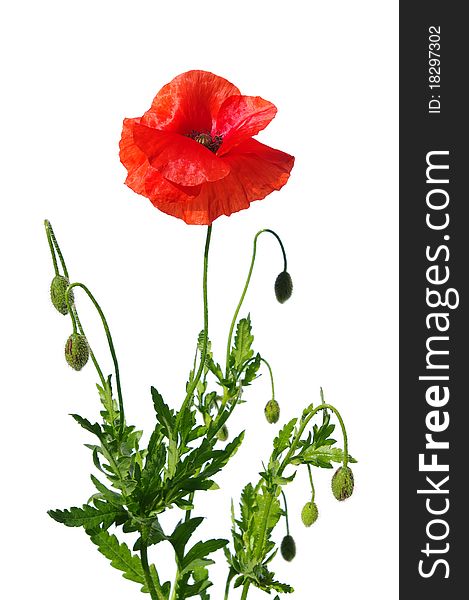 Beautiful red poppies isolated on white. Beautiful red poppies isolated on white