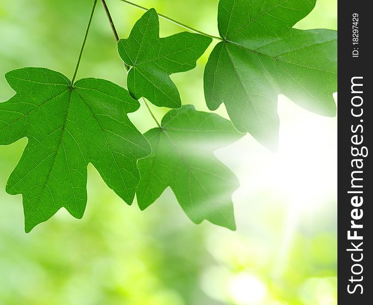 Sun beams and green leaves