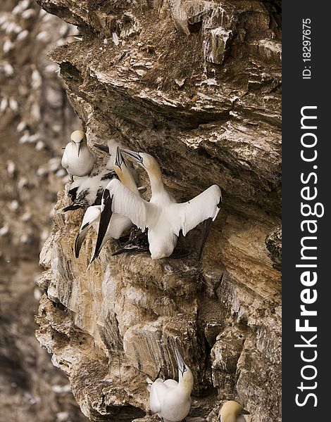 Northern Gannet at Troup Head RSPB, Scotland