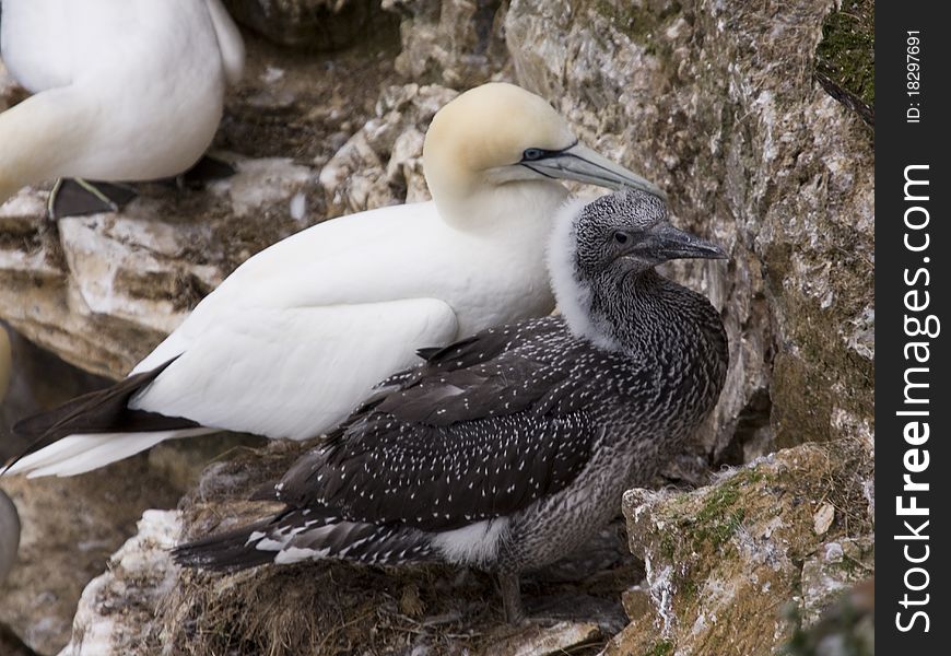 Gannet At Troup Head