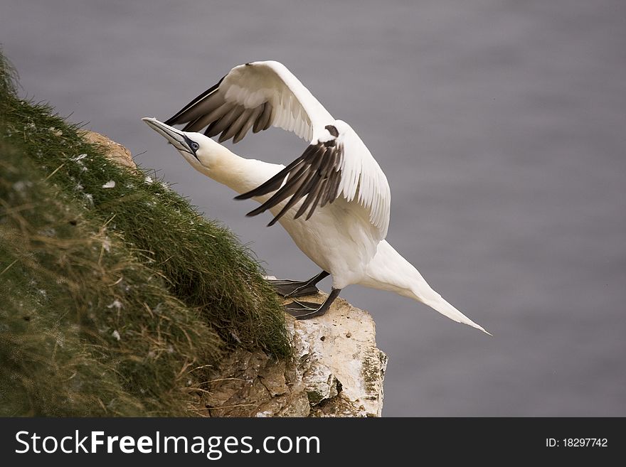 Gannet at Troup Head