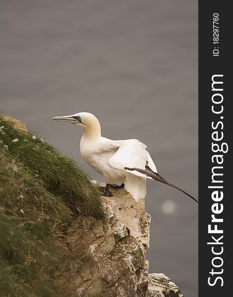 Gannet at Troup Head