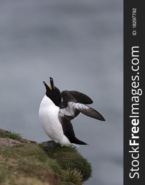 Razorbill at Fowlsheugh Bird Reserve, Aberdeen