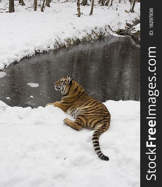 Siberian Tiger in the snow, winter