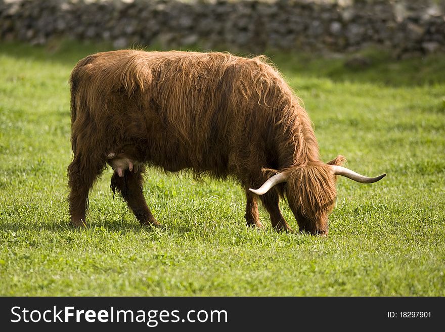 Hairy orange Highland cow, Aberdeen, Scotland,. Hairy orange Highland cow, Aberdeen, Scotland,