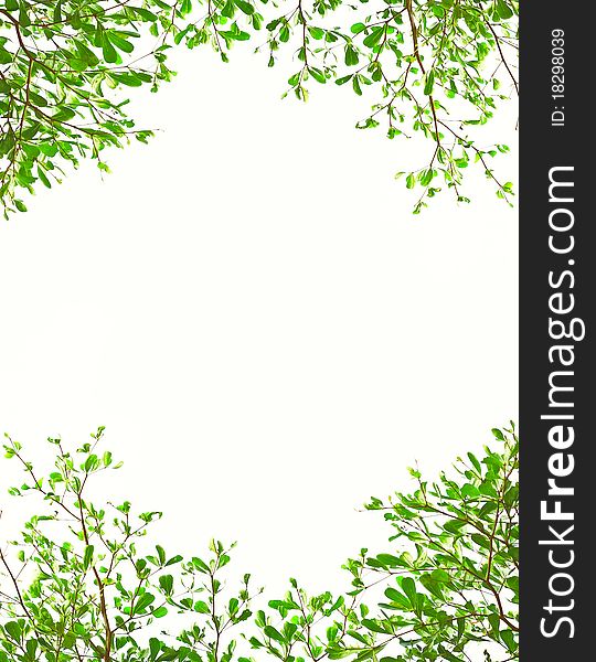 Branch isolated frame for background. Branch isolated frame for background