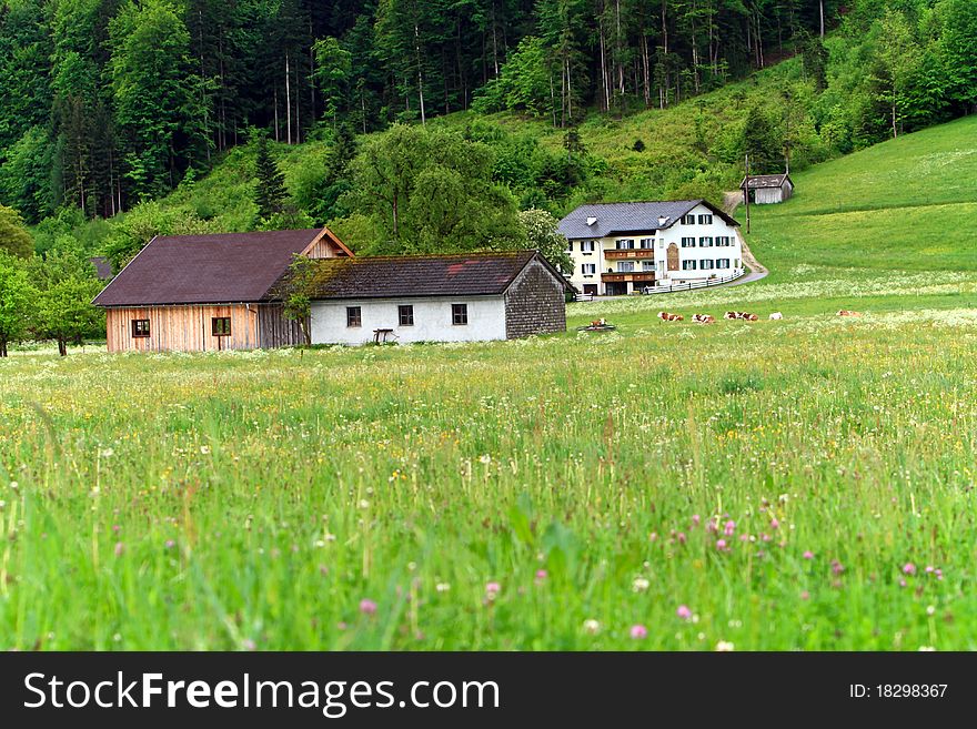 Small village with meadows under Austria Alps,forest as background,Austria.Europe. Small village with meadows under Austria Alps,forest as background,Austria.Europe