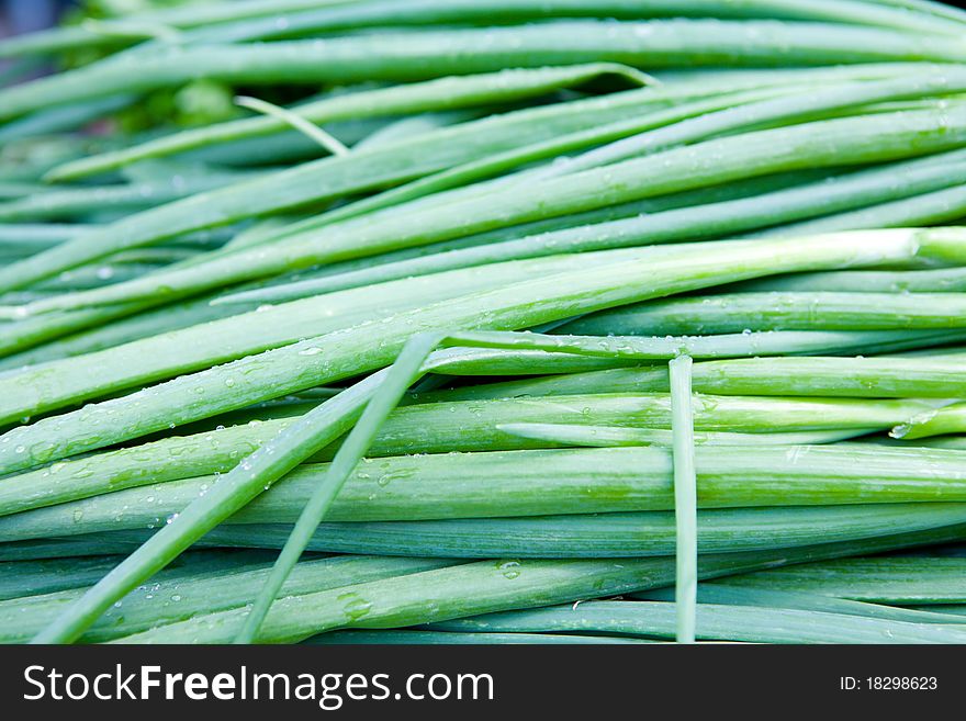 Fresh green onions in the window