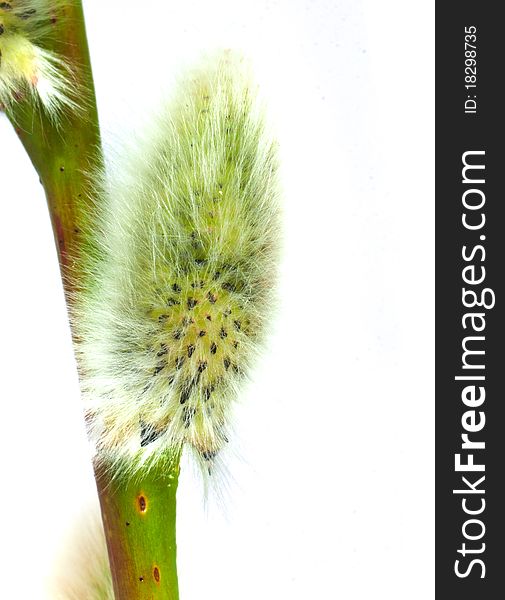 Pussywillow isolated on white background