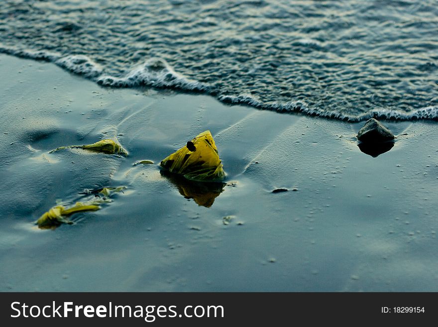 Kelp In Black Sand
