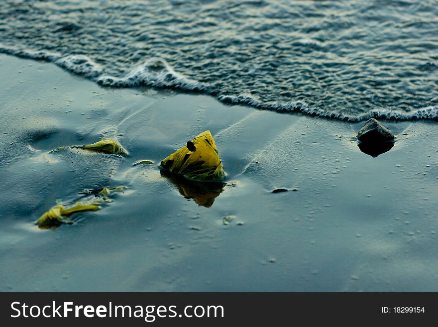 A piece of seaweed sticks up from the sand. A piece of seaweed sticks up from the sand