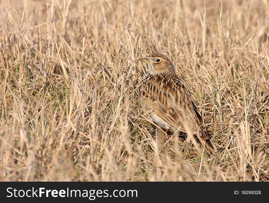 Sky lark ( alauda arvensis) standing on dry grass. Sky lark ( alauda arvensis) standing on dry grass