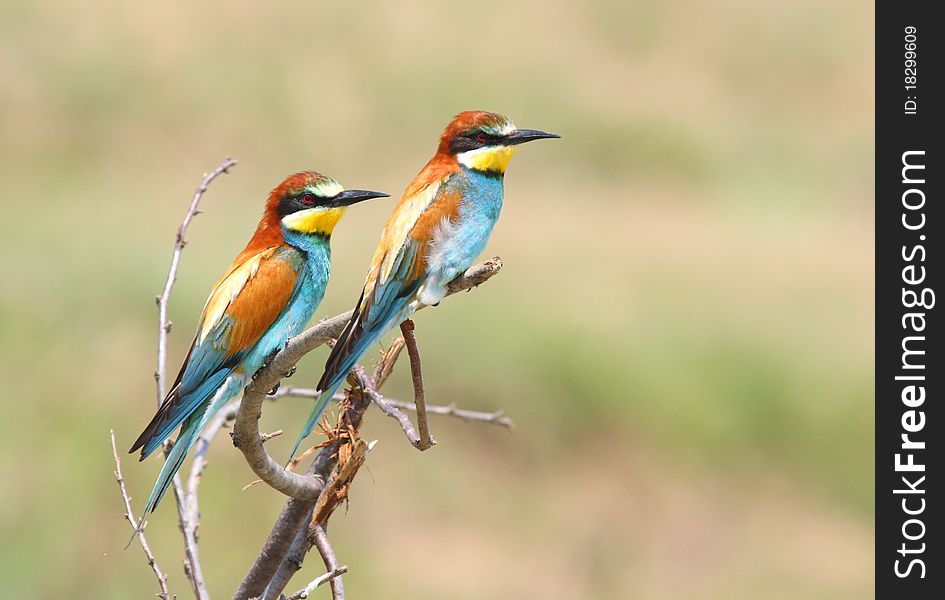 European bee eaters (merops apiaster) pair standing on top of dry tree. European bee eaters (merops apiaster) pair standing on top of dry tree