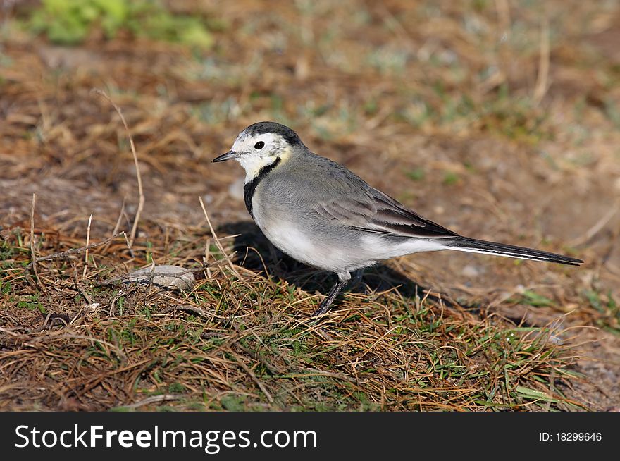 White wagtail (motacilla alba) standing on dry grass