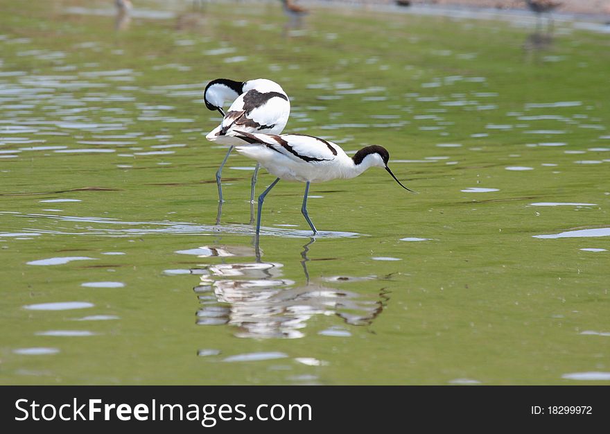 Avosete (recurvirostra avosetta) pair in mirror. Avosete (recurvirostra avosetta) pair in mirror