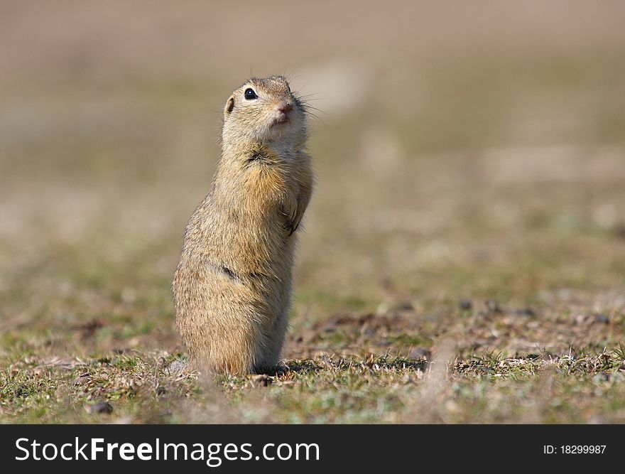 European ground squirrel (spermophilus citellus) in alert position