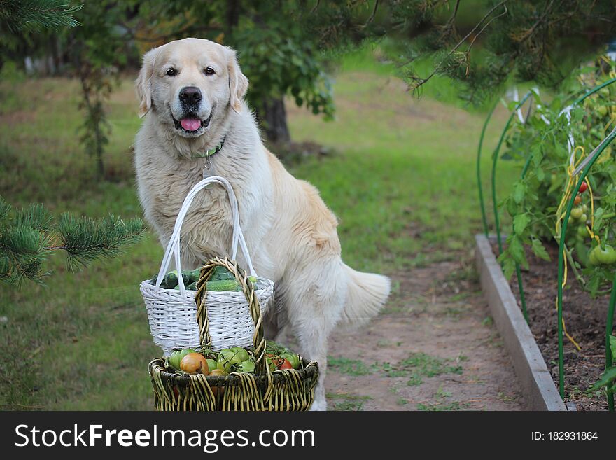 Smiling Dog With Wicker Basket Of Green Tomatoes And Basket Of Cucumbers On The Countryside
