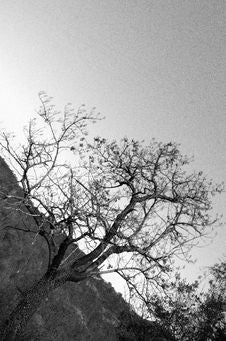 Small Black And White Tree Royalty Free Stock Photography Small Black And White Tree Royalty Free Stock Photography