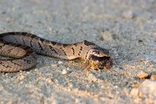 Adder Stock Photos Adder Stock Photos