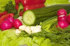 Spring Vegetables Stock Photography Spring Vegetables Stock Photography