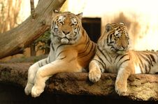 Tigers Royalty Free Stock Photo