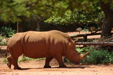 White Rhino Stock Images