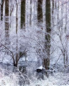 Snowy Swamp Royalty Free Stock Photos