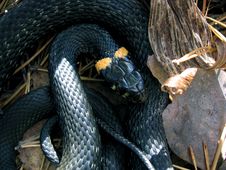 Snake Royalty Free Stock Photos Snake Royalty Free Stock Photos
