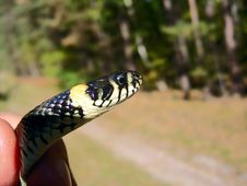 Snake Royalty Free Stock Image Snake Royalty Free Stock Image