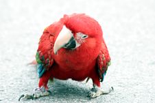 Red Parrot Royalty Free Stock Images