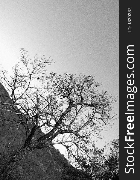 Small tree in black and white with heavy grain. Small tree in black and white with heavy grain.