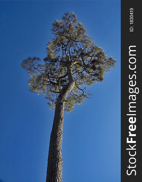 View on high tree with clear blue sky.