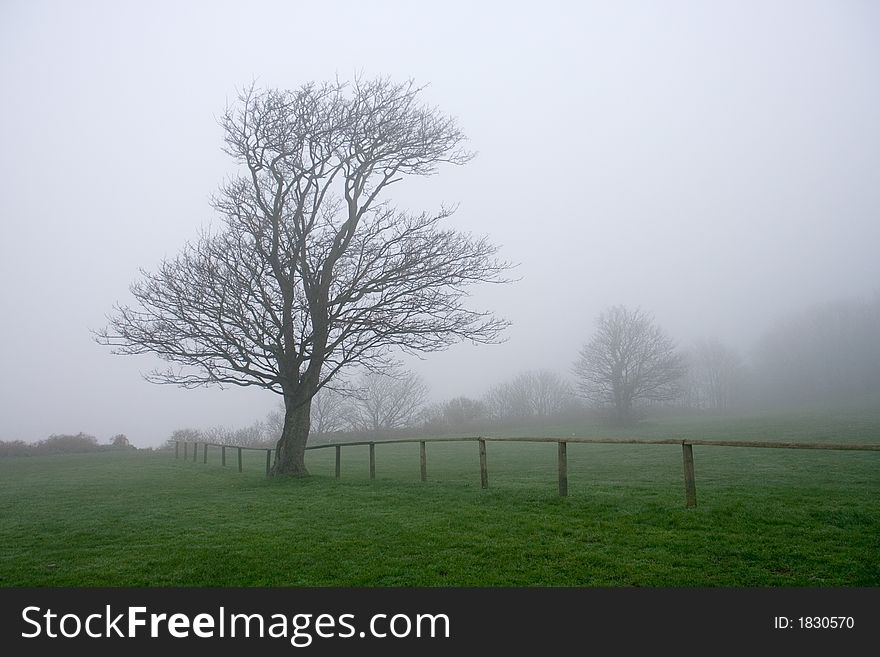 Single tree in a grassy field surrounded by fog. Single tree in a grassy field surrounded by fog