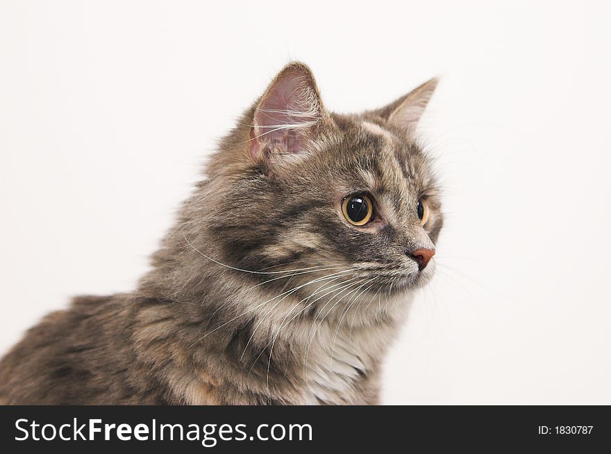 Studio shot of gray kitten profile portrait on light background. Studio shot of gray kitten profile portrait on light background