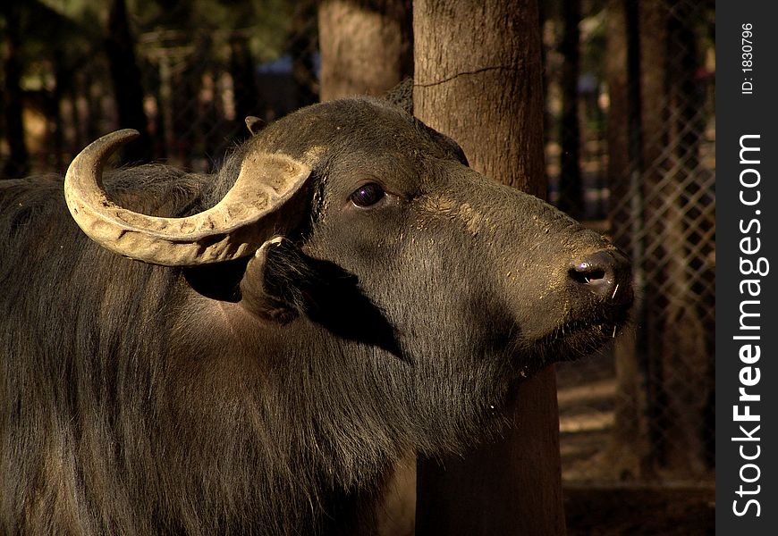 African buffalo Syncerus caffer, A stocky member of the cow family from Africa. The females form protective herds whilst the males are mostly solitary. Members of the herd are thought to 'vote' on which direction the herd should move. African buffalo Syncerus caffer, A stocky member of the cow family from Africa. The females form protective herds whilst the males are mostly solitary. Members of the herd are thought to 'vote' on which direction the herd should move.