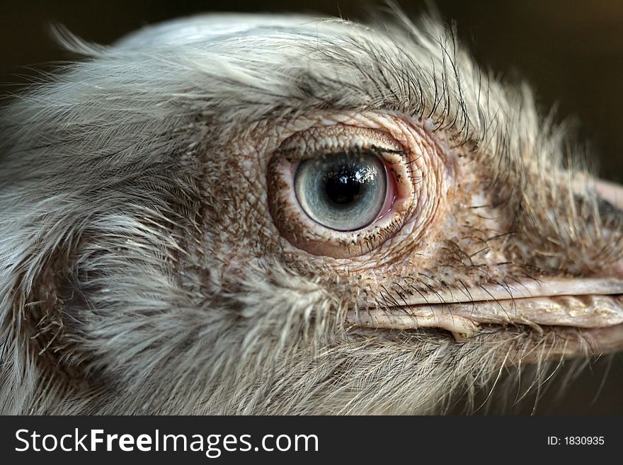 Ostrich head close-up portrait